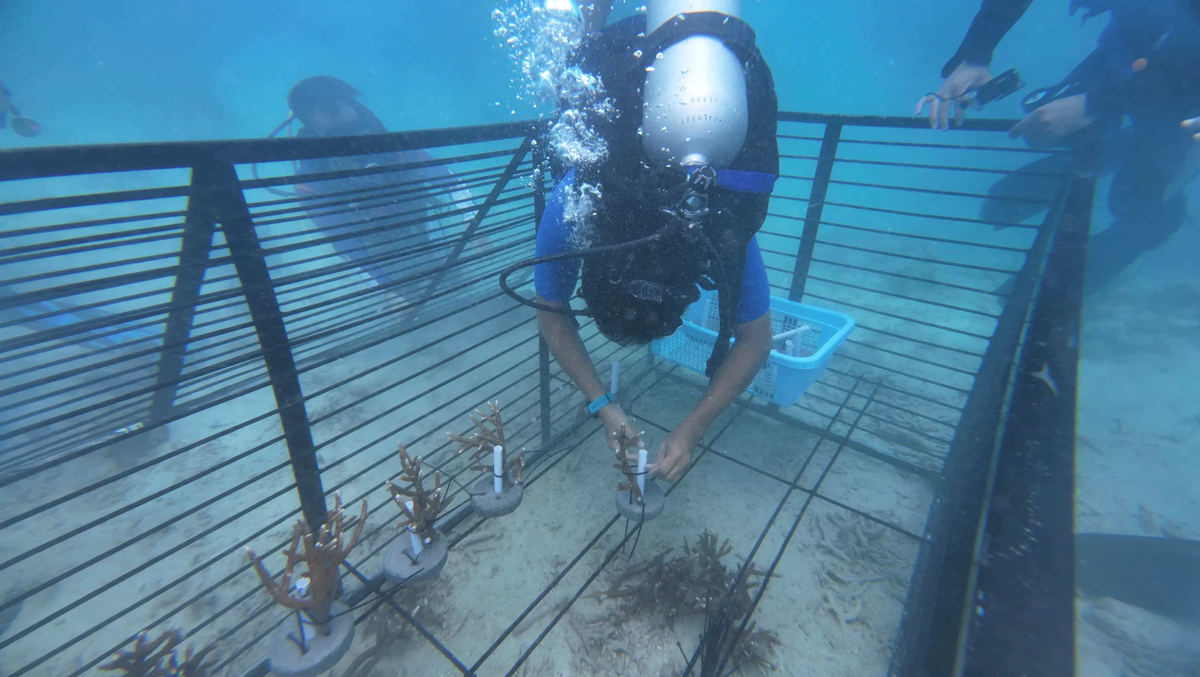 PEP DMF Tingkatkan Konservasi Spesies Endemik Melalui Program Banggai Cardinal Fish (BCF) Garden
